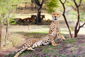 3-Day Fly-In & Out Serengeti Game Drive Experience