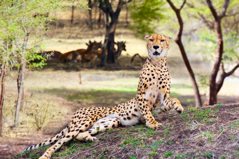 3-Day Fly-In & Out Serengeti Game Drive Experience