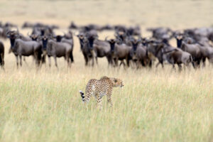 5-Day Tanzania Serengeti Safari Adventure Experience