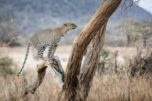 6-Day Classic Wildlife Safari