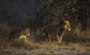 5-Day Tarangire, Serengeti & Ngorongoro Lodge Tour