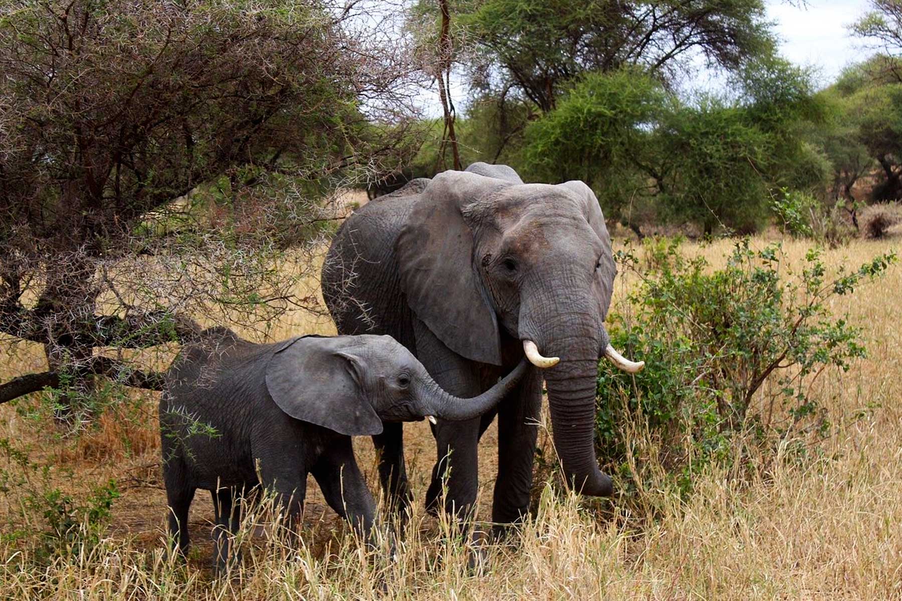 2-Day Tarangire and Ngorongoro Crater Fly-In Safari