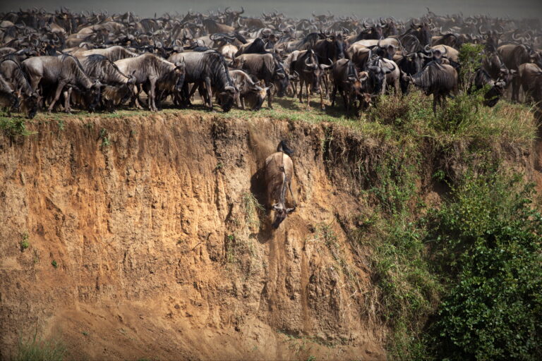 8-Day Mid-Range Great Migration Safari (July-October)