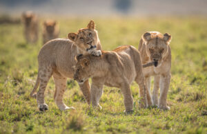 6-Day Tanzania Safari & Materuni Waterfalls Tour