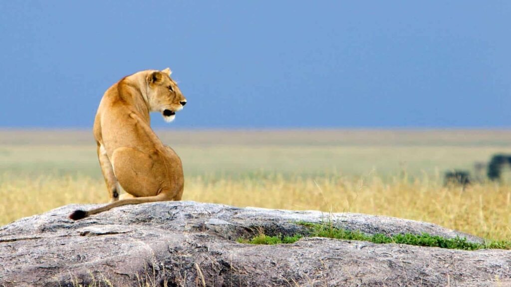 Top 10 Wildlife Encounters in the Ngorongoro Crater