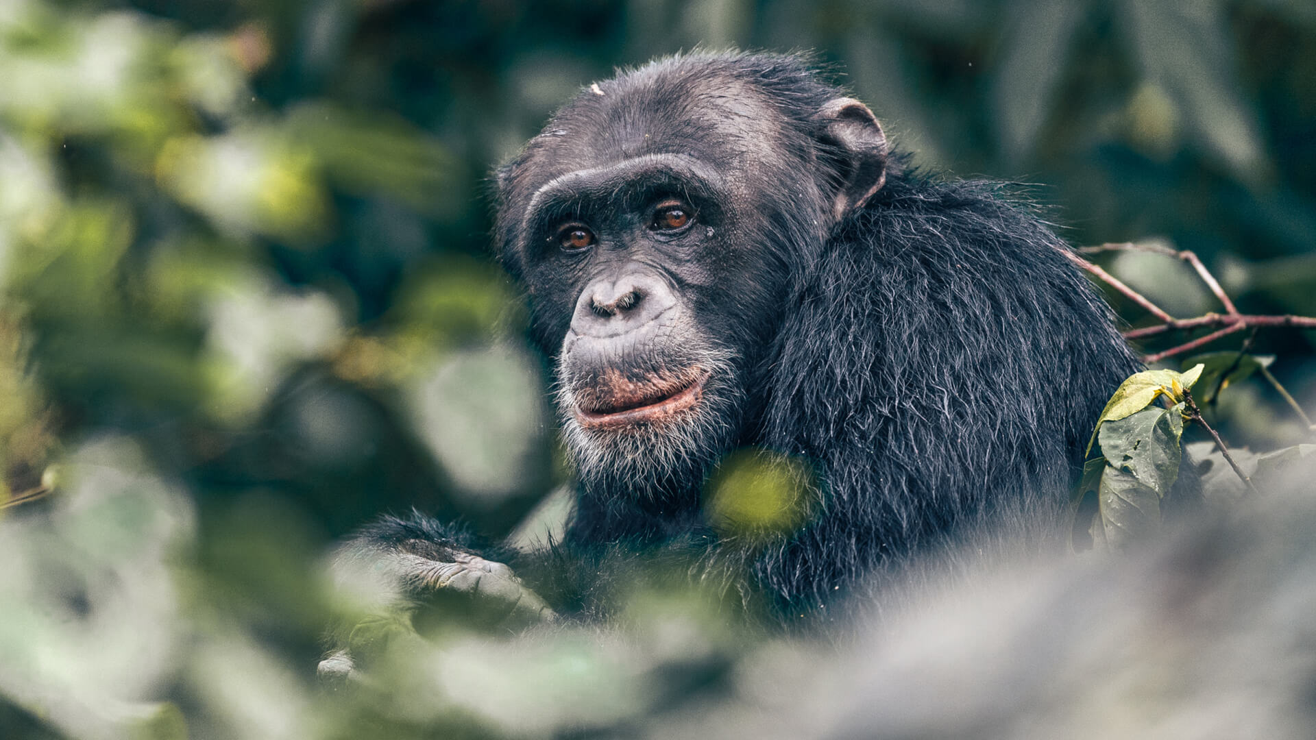 Chimpanzee Trekking in Mahale Mountains