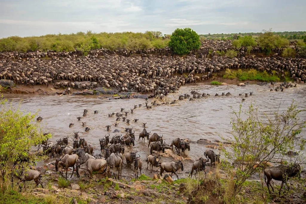 The Great Wildebeest Migration: A Complete Guide for 2026
