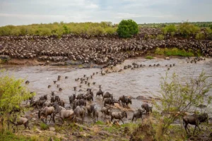 The Great Wildebeest Migration: A Complete Guide for 2026