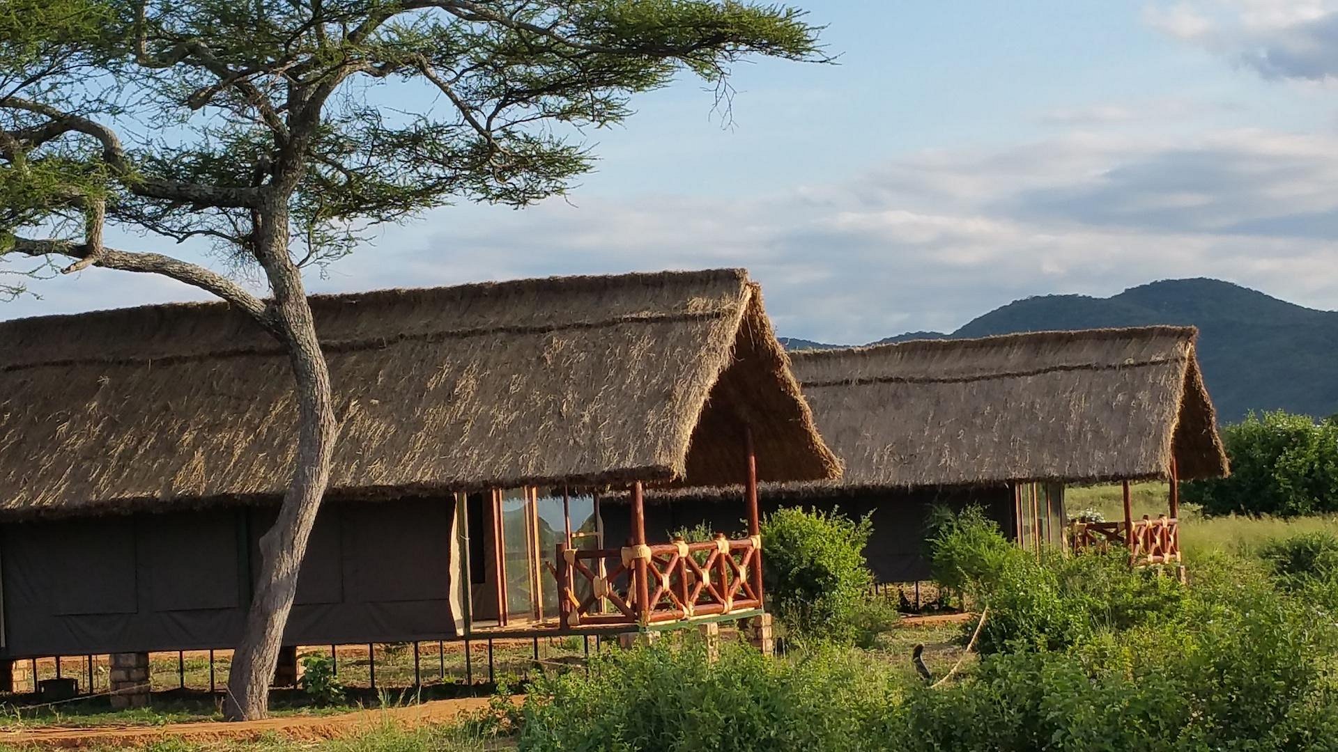 Tarangire Simba — 2