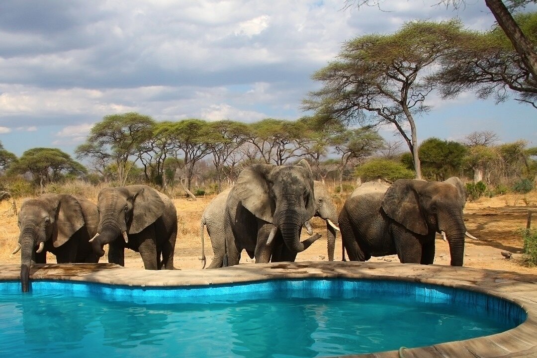 Tarangire Elephant Lodge