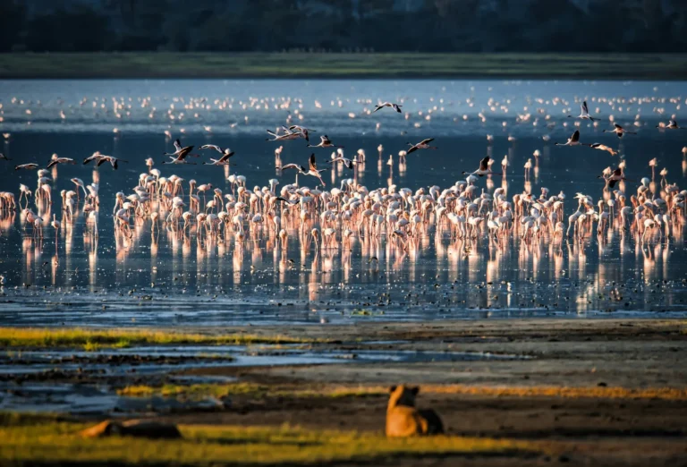 3-Day Ngorongoro & Manyara Luxury Safari