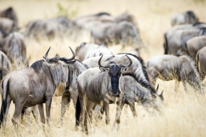 8-Day Mid-Range Wildebeest Migration Adventure